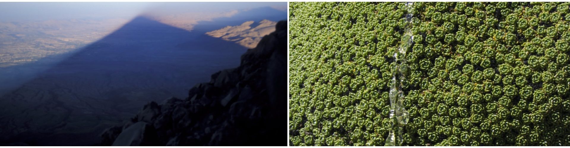 L’ombra del Misti su Arequipa. La Lareta (Laretia compacta) trasuda gocce di resina.